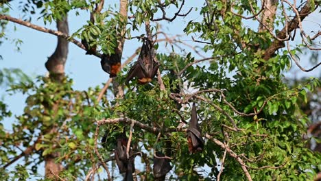 zorro volador de lyle, pteropus lylei, saraburi, tailandia