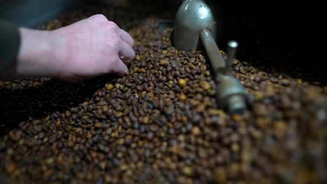 los granos de café siendo clasificados a mano en una máquina de tostar