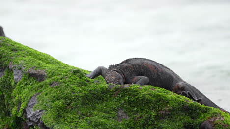 聖誕節海 iguana 吃藻類在加拉帕戈斯群島的punta suarez海岸