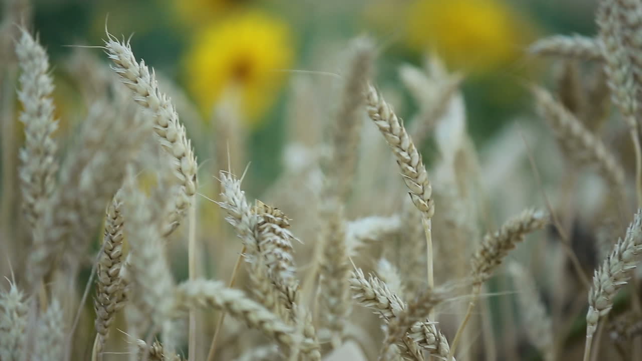 Ears Of Golden Wheat. Background of ripening ears of meadow wheat field