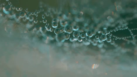 macro photography of dew drops on spiderweb