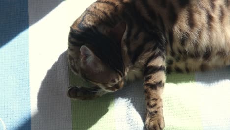 el gato bengal lame el pelaje. el gato se acuesta bajo los rayos del sol y lame sus patas.