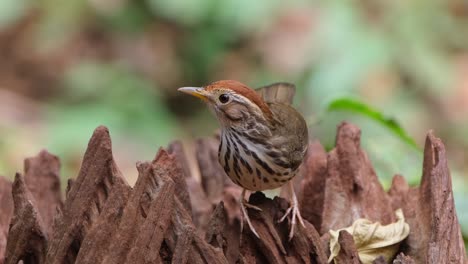 facing the camera looking around after feeding on some worms, puff-throated babbler or spotted babbler pellorneum ruficeps, thailand