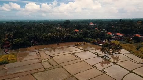 Bali,-Ubud-Primavera-2020-En-1080,-60p,-Durante-El-Día:-Vuelo-Lento-De-Drones-Sobre-Los-Campos-De-Arroz-De-Ubud-En-Bali-En-Indonesia