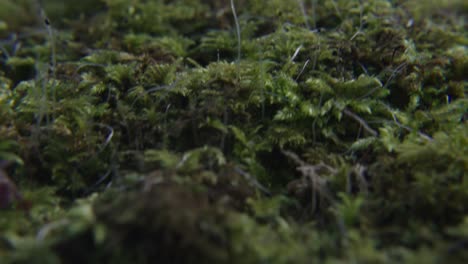 Musgo-En-El-Suelo-Del-Bosque-Con-Plantas-Pequeñas