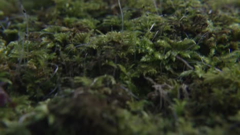 musgo en el suelo del bosque con plantas pequeñas