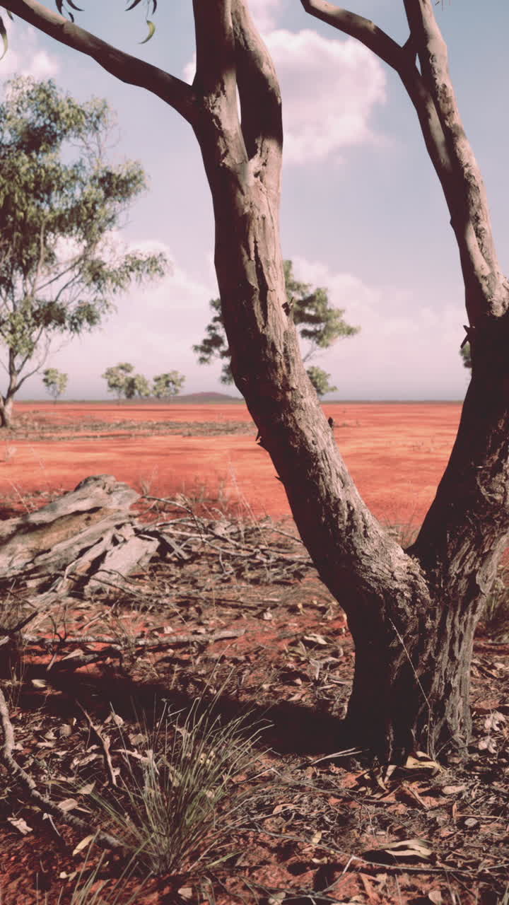 el interior de australia: una vista panorámica de tierra roja y árboles de goma