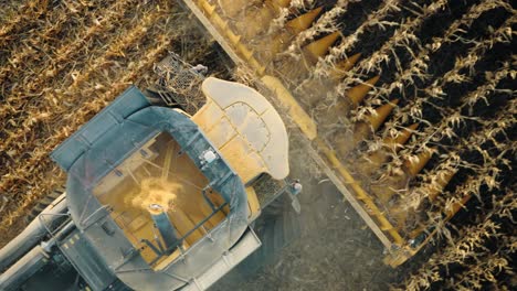 combine drives through golden crops under a fading sunset