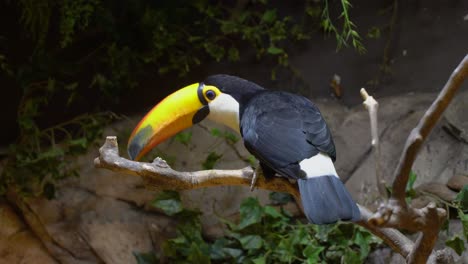 Riesentukanvogel-Mit-Großem-Gelbem-Schnabel-In-Der-Höhle-Unter-Dem-Mondlicht