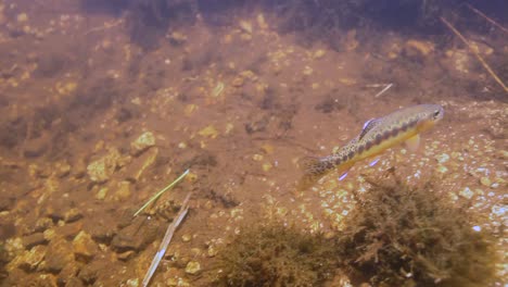 Following-A-Golden-Trout-Underwater-2016