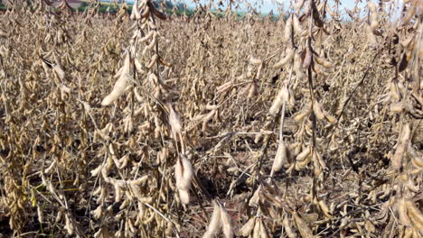 dry soybean in plantation during sunny day