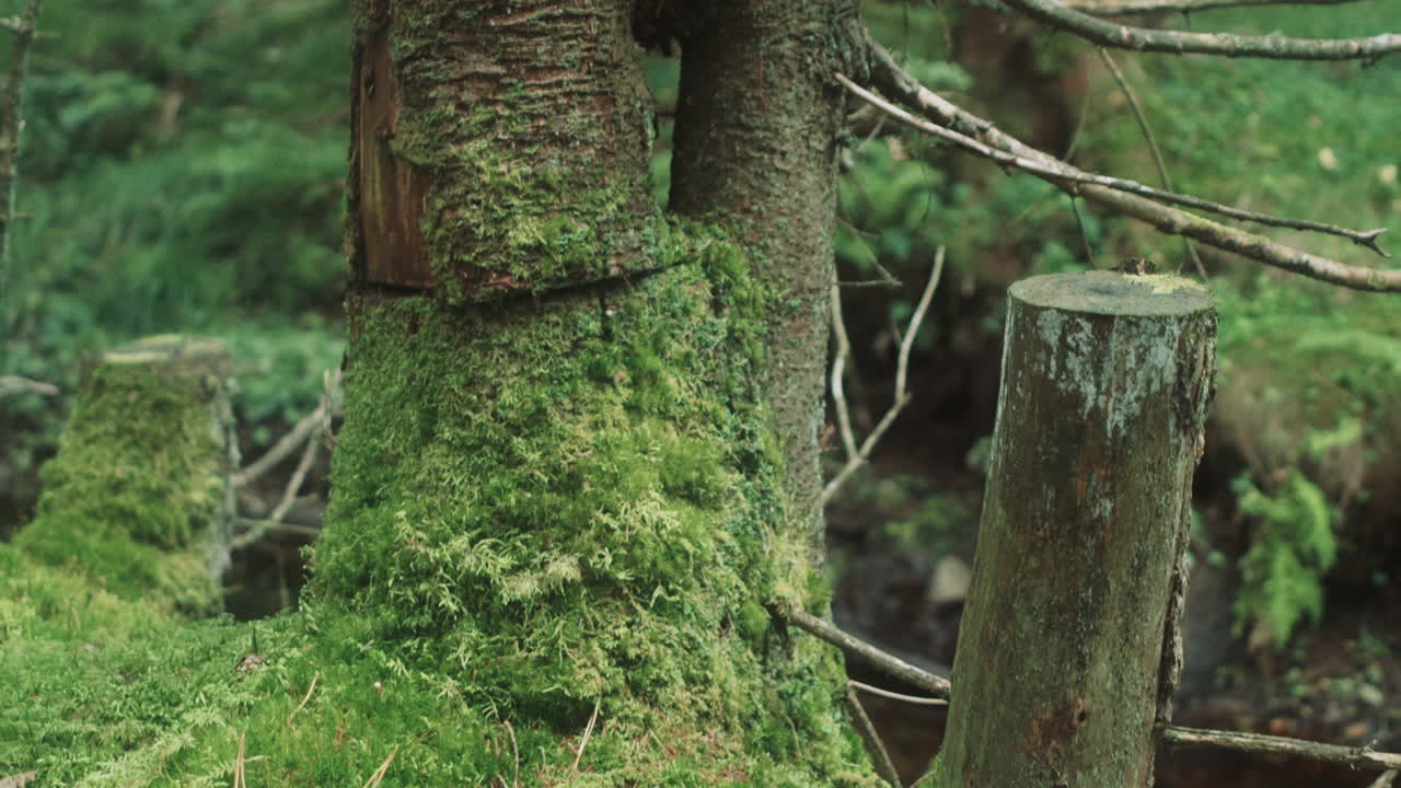 un árbol cortado en el bosque se inclina lentamente