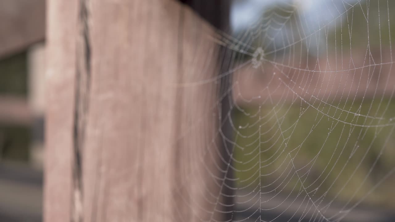 Spider web in sunlight shallow depth of field