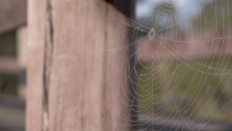 spider web in sunlight shallow depth of field