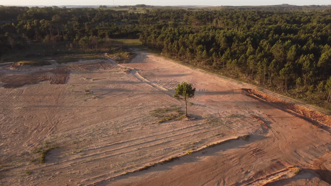único árbol en zona deforestada, punta del diablo al atardecer