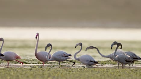 a group of greater flamingos are wading in a shallow wetland, their long necks and beaks interacting in a seemingly social or playful manner.