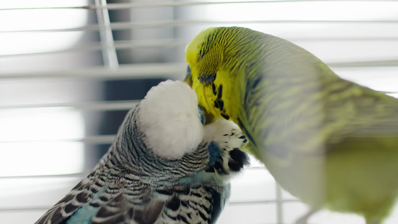 Affectionate Budgerigars Preening Each Other's Feathers
