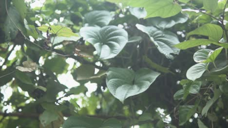 orbiting shot, the camera gracefully encircles lush tropical leaves, their vibrant green hues bathed in the warm, golden embrace of the sun