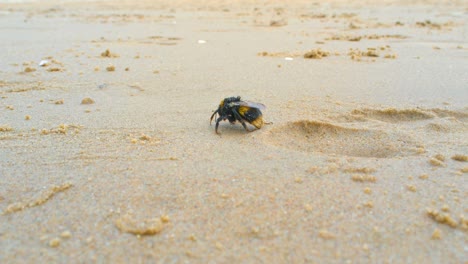 Gran-Abejorro-Exhausto-Muriendo-En-La-Playa-De-Arena-2