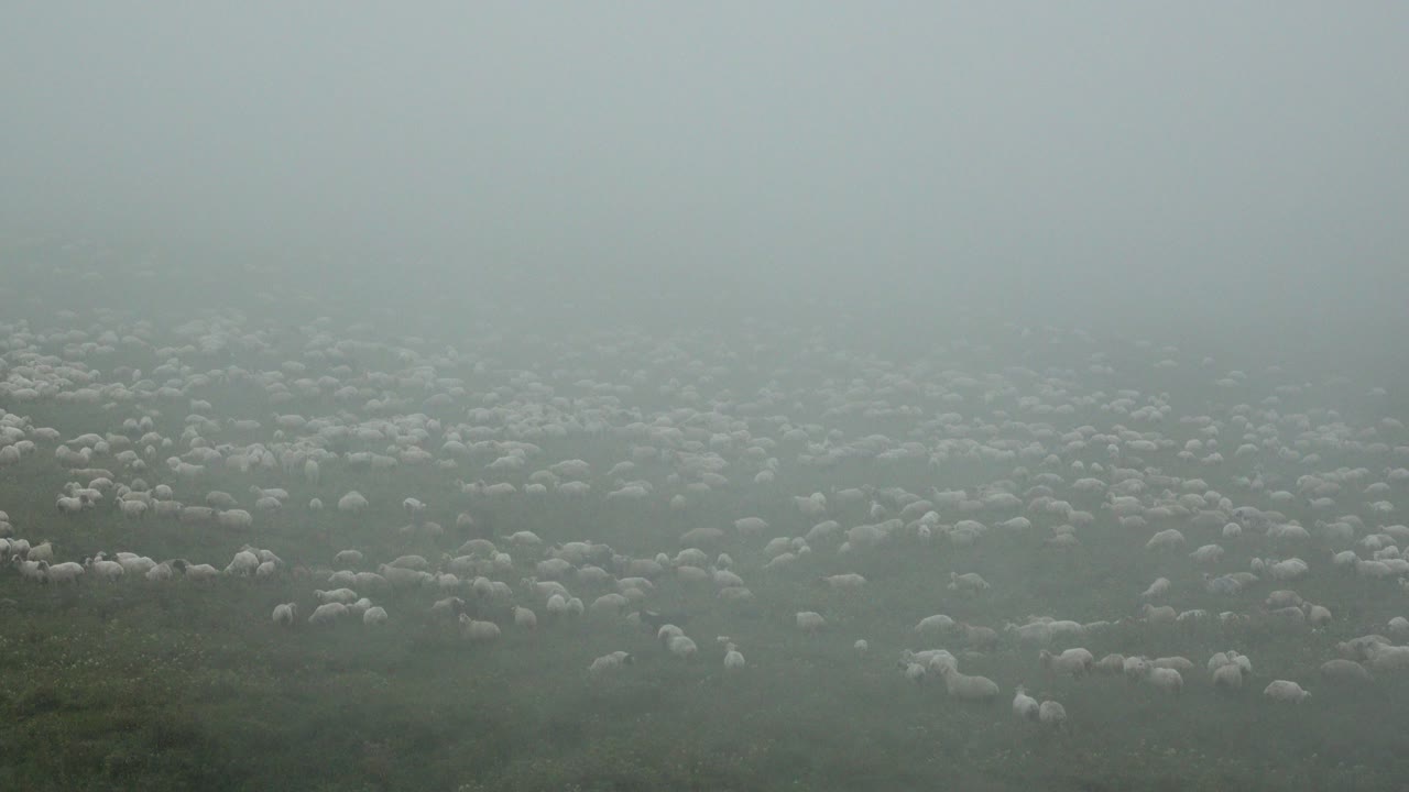 커다란 양  ⁇ 가 코카서스 산맥의 목초지에서 안개  ⁇ 개 뒤에 사라집니다.