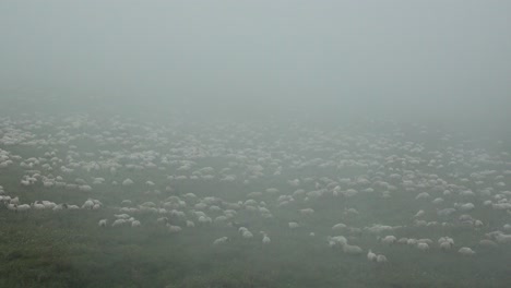 Huge-flock-of-sheep-disappears-behind-fog-cover-on-pasture-in-Caucasus-Mountains