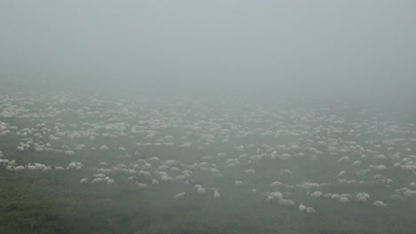 un enorme rebaño de ovejas desaparece detrás de la capa de niebla en el pasto en las montañas del cáucaso