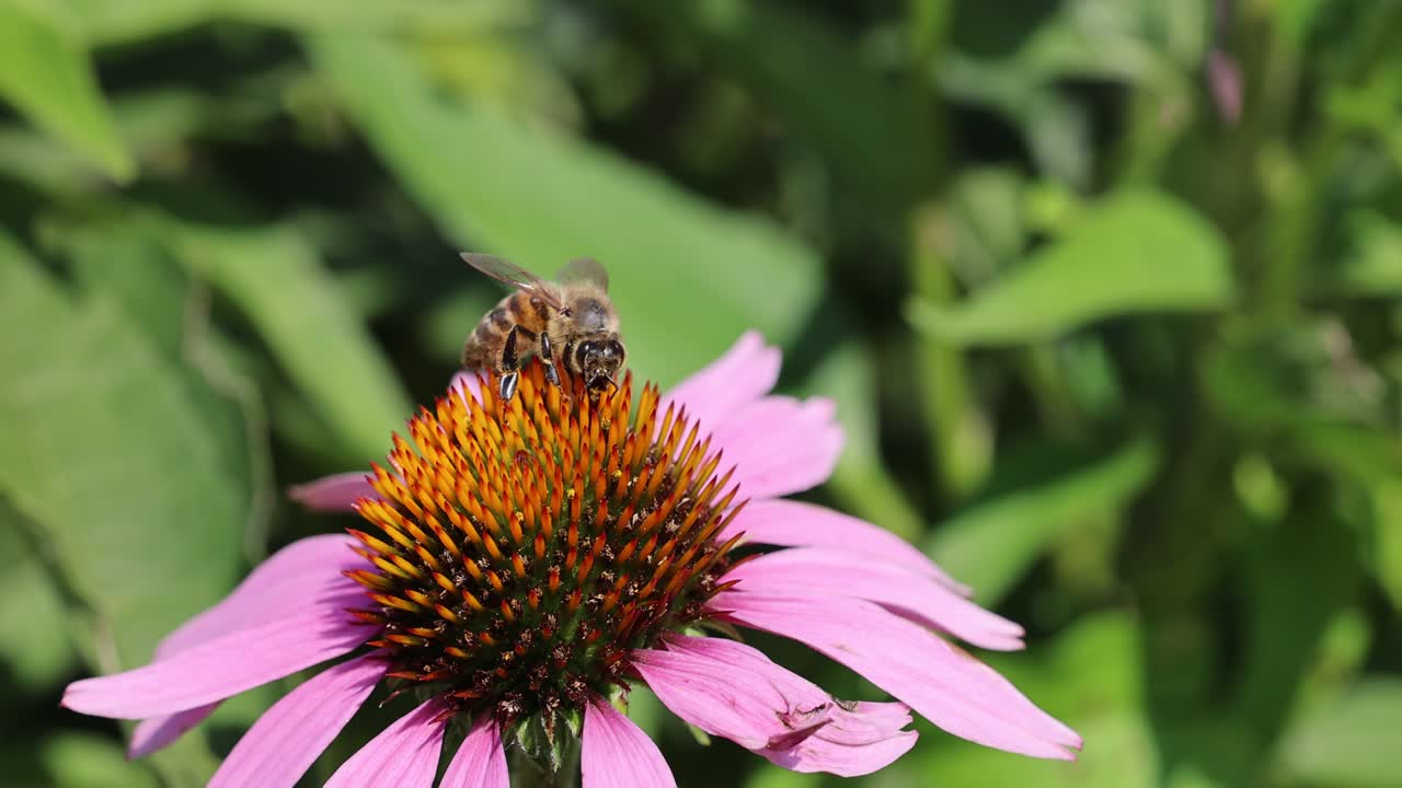 primer plano de una abeja silvestre recolectando néctar de una flor rosa en la naturaleza en un día soleado -