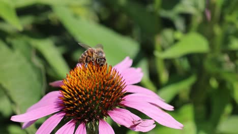 Close-up-of-wild-Honeybee-gathering-nectar-of-pink-flower-in-nature-at-sunny-day--