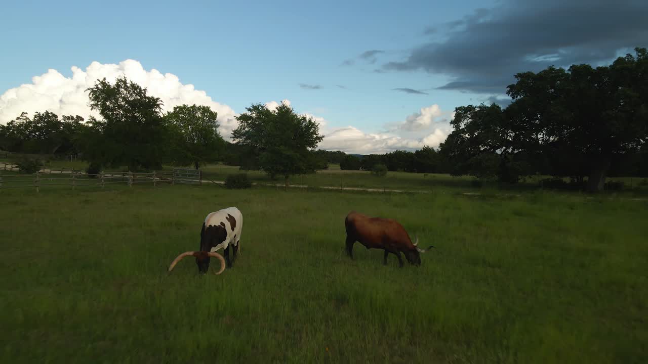 Drone sui Longhorn texani