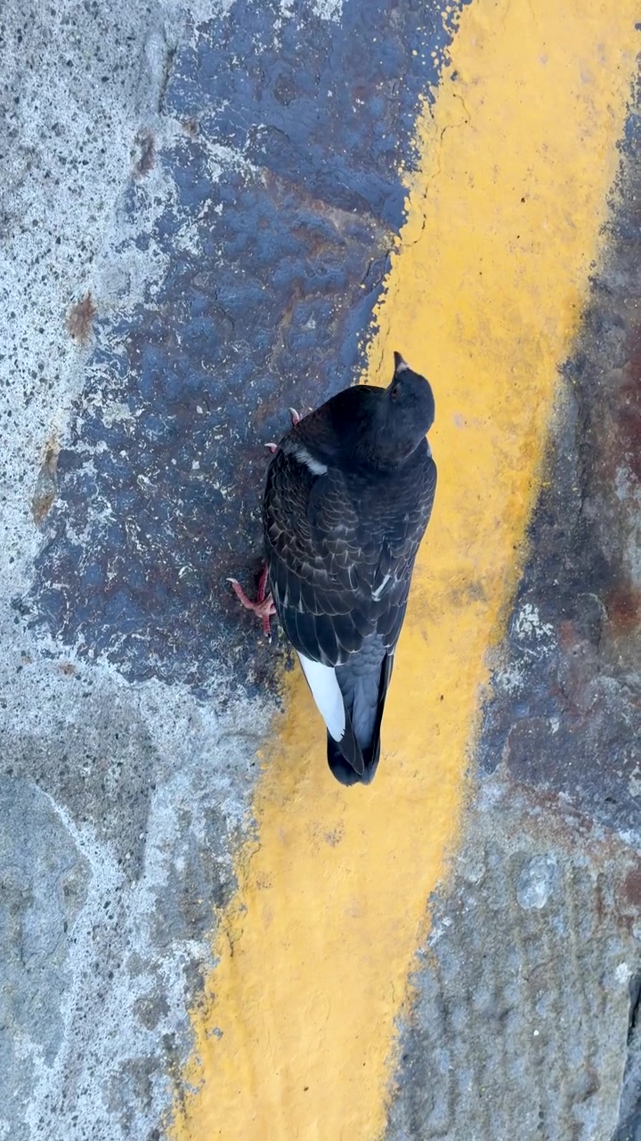 Top-down shot of a rock dove walking on asphalt beside a bright yellow line.