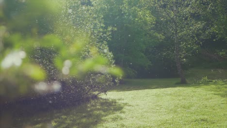 Kätzchensamen-Von-Weiden,-Die-Durch-Das-Frühlingssonnenlicht-Treiben