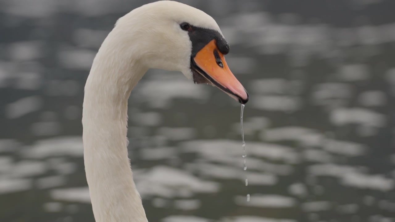 A swan glides through calm waters, displaying its elegant neck and striking colors as it moves gracefully along the serene lake. The tranquil setting highlights its natural beauty.