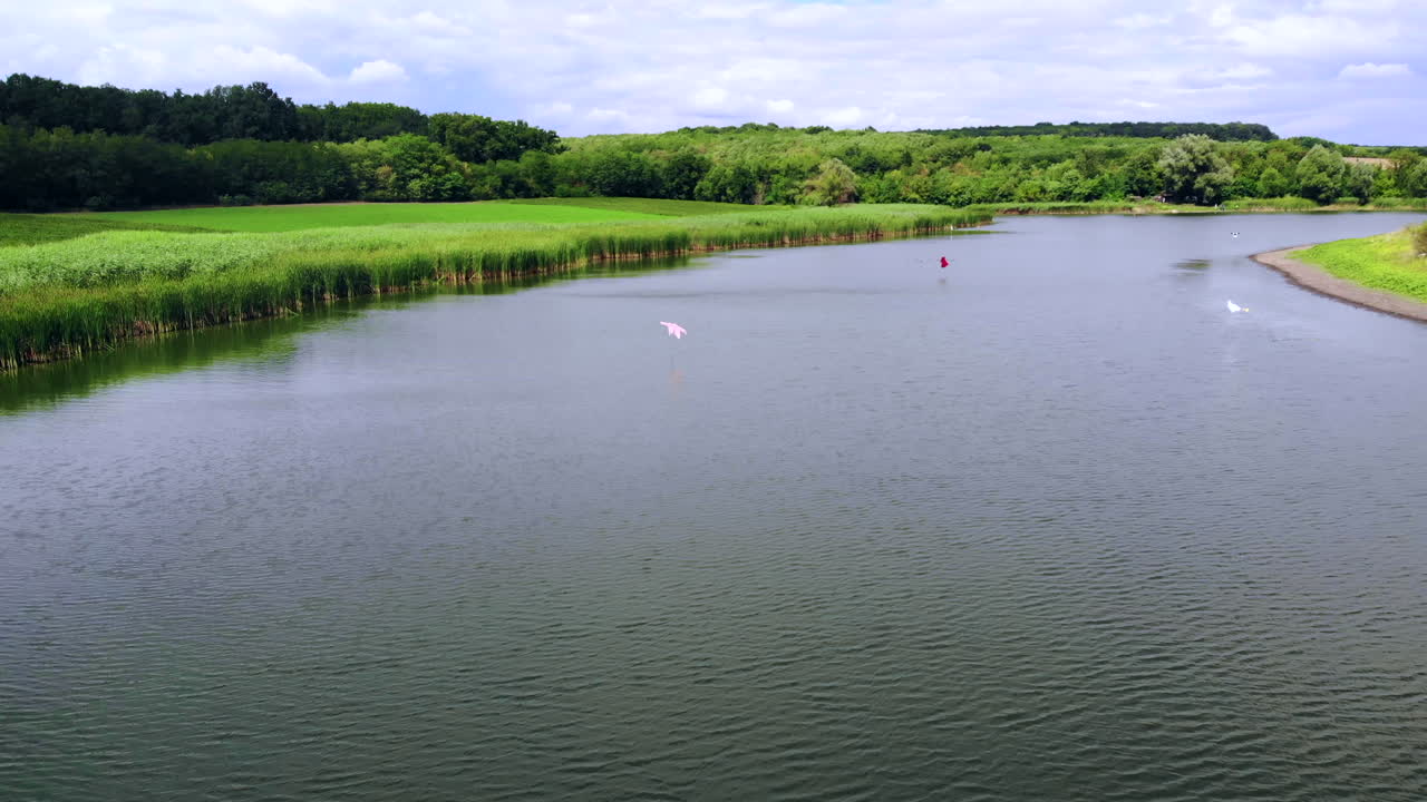Aerial drone shot of a river with growing reeds on the left riverside in Moldova