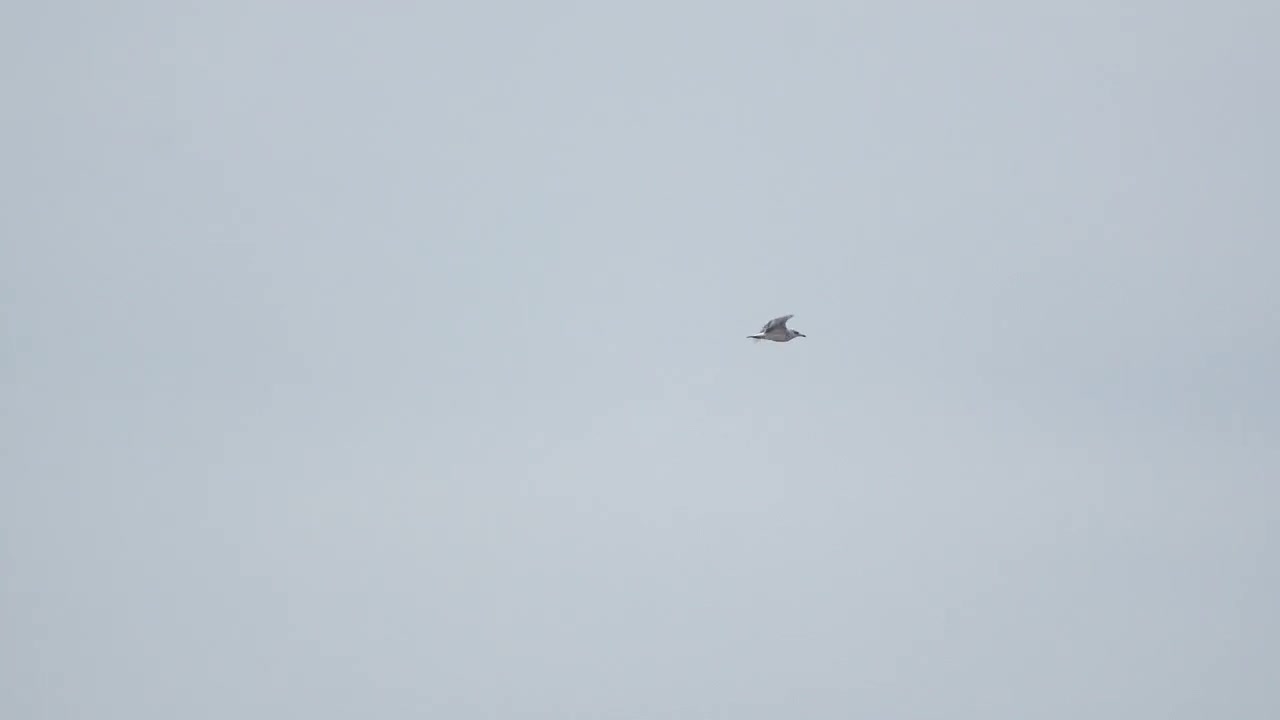 Een eenzame vogel, mogelijk een meeuw, wordt al vliegend vastgelegd tegen een uitgestrekte en heldere lucht, met gespreide vleugels zweeft hij gracieus door de ruimte, wat een moment van sereniteit en vrijheid creëert.