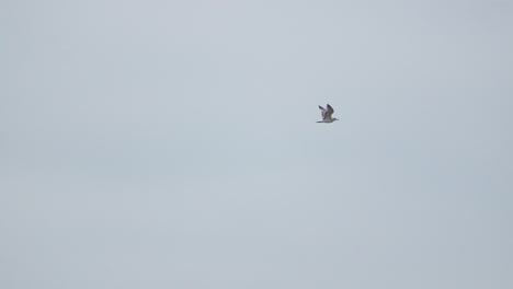 Ein-Einsamer-Vogel,-Möglicherweise-Eine-Möwe,-Wird-Mitten-Im-Flug-Vor-Einem-Weiten-Und-Klaren-Himmel-Eingefangen.-Mit-Ausgebreiteten-Flügeln-Gleitet-Er-Anmutig-Durch-Die-Weite-Und-Schafft-Einen-Moment-Der-Gelassenheit-Und-Freiheit