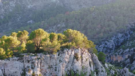 closeup trees on a rock massif