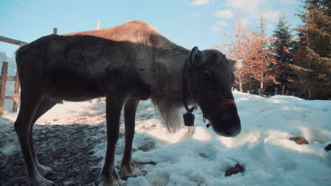 a-reindeer-stands-near-the-camera-and-looks-around-in-a-snowy-environment