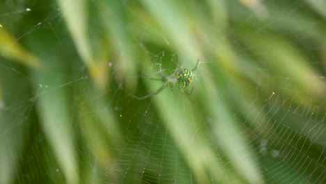 Green-and-orange-spider,-hanging-in-its-web,-with-a-green-blurred-plant-background