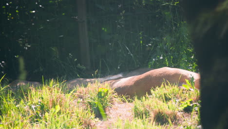 Close-view-of-body-of-asiatic-lion-resting-and-turning-in-sunlight