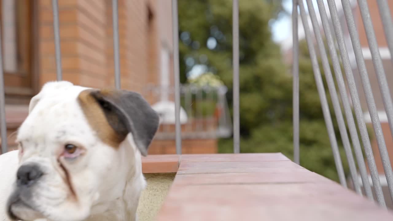 총구가 부드럽게 쉬고 주인의 부름에 반응하는 흰색 복서 개의 슬로우 모션