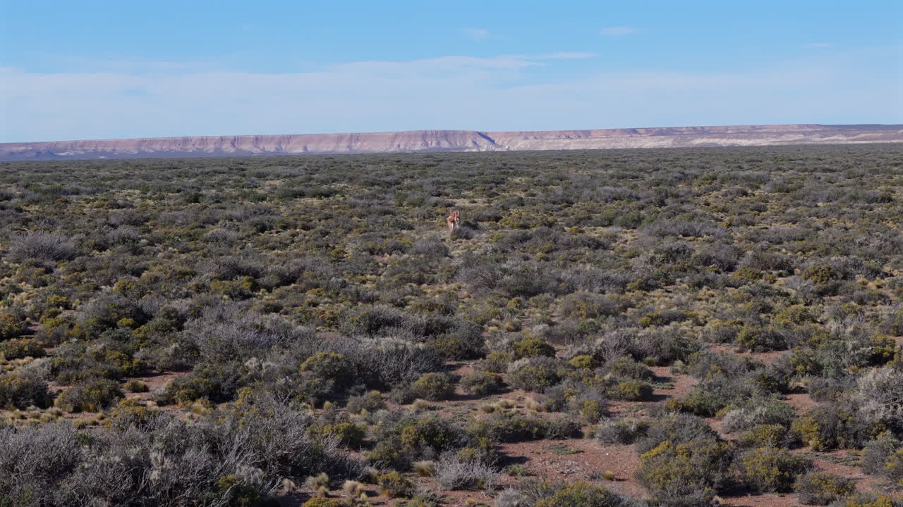 Drone view of a group of guanacos running through the desert in Patagonia.