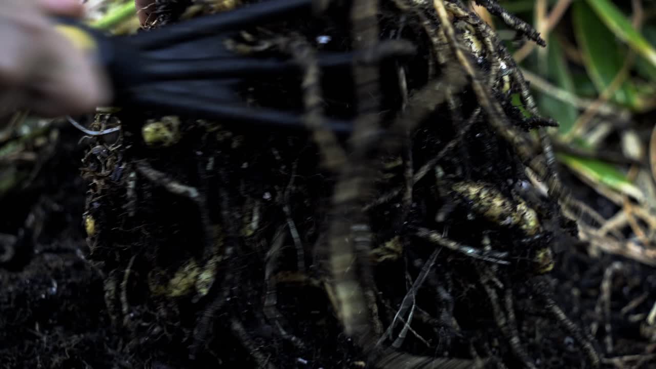 un vistazo al arte de cosechar raíces de jengibre frescas en las exuberantes ollas y racimos de siembra