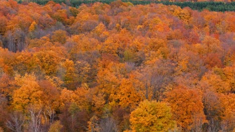 vibrant fall foliage in caledon, ontario, showcasing bright autumn colors from above