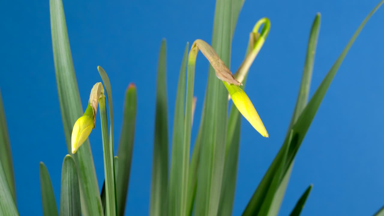 봄 꽃 - 꽃이 피는 나르시스