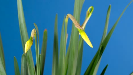 spring flower - blooming narcissus