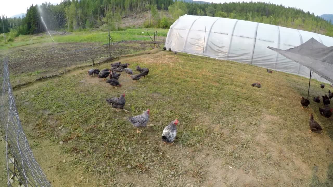 gallinas pastando en la granja 4k