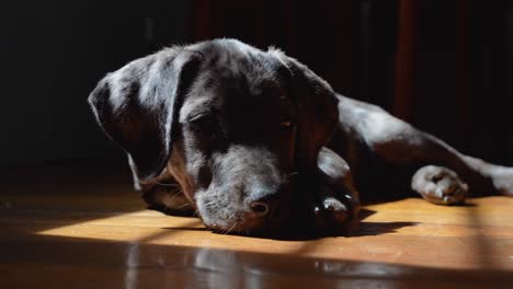 dark moody shot of sleepy great dane mix puppy on wooden floor in window light