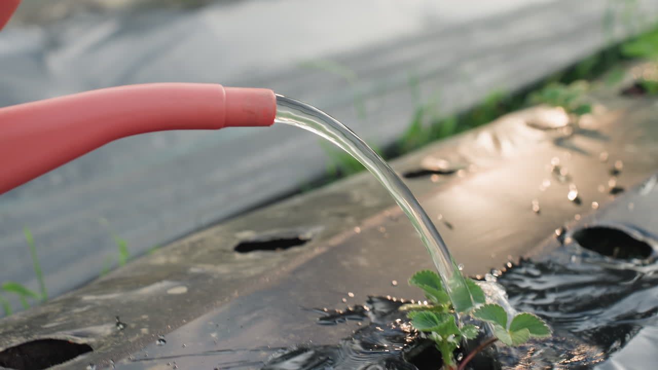 close up of gardener watering young strawberry seedlings with flowing water from coral plastic can over black mulch rows in sunlit field, focus on spout pouring clear stream amid green foliage glow
