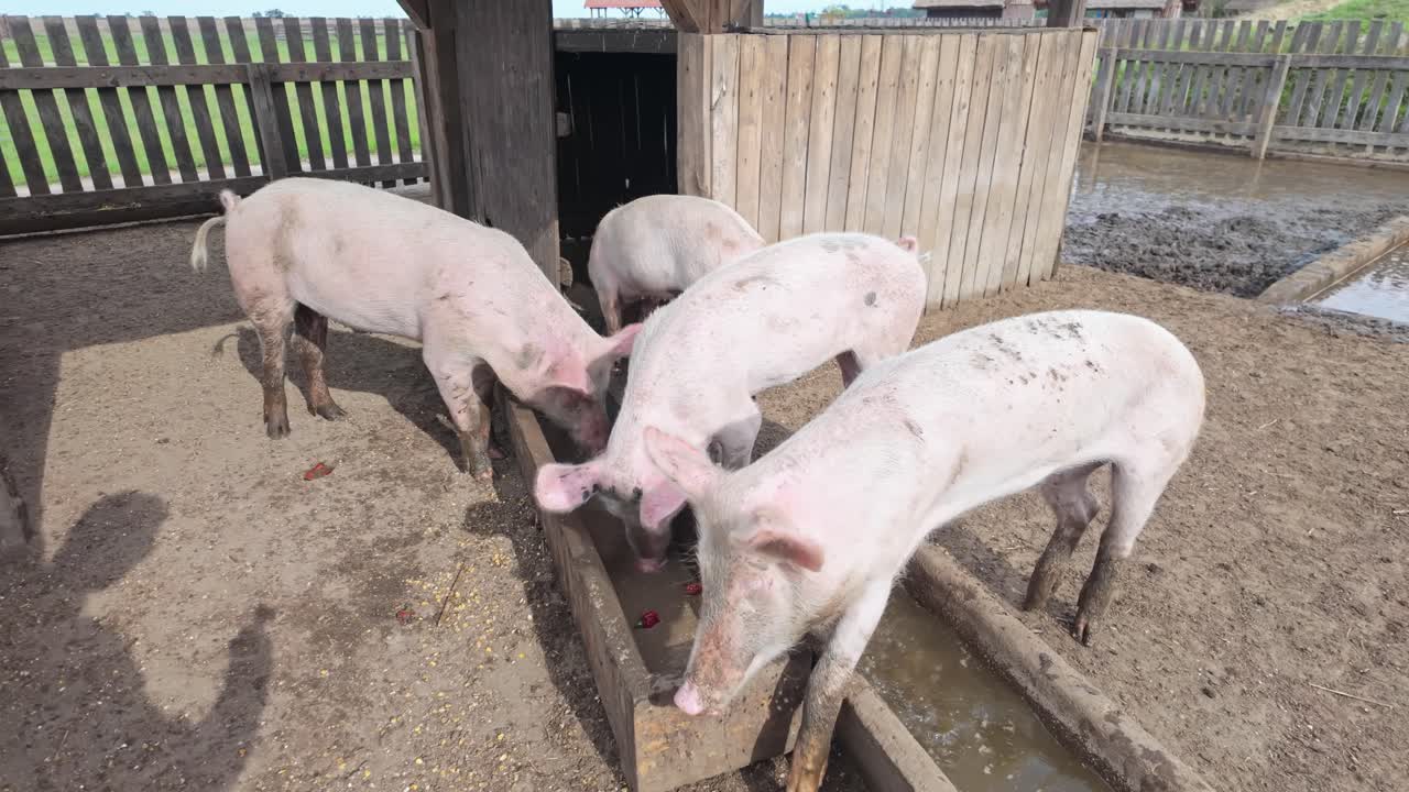 Dirty dining Hungarian piglets in an outdoor wooden pen in a farm environment