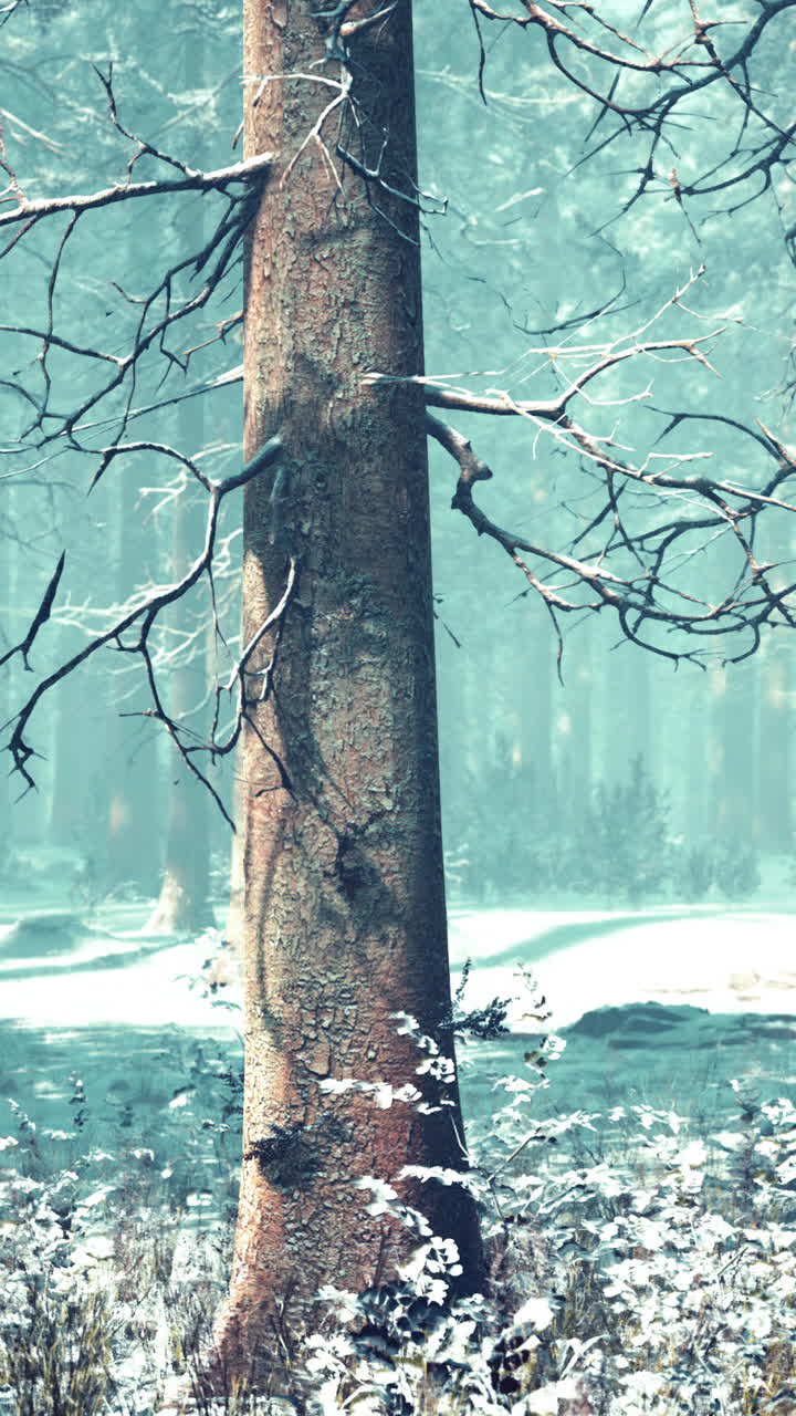 겨울의 숲 풍경